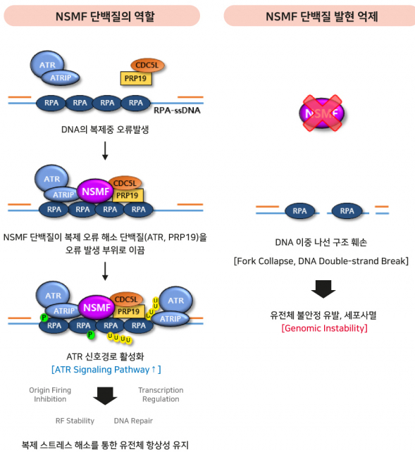 You are currently viewing 암세포가 세포복제 스트레스에도 빠르게 증식하는 이유와 암의 원인 해결법 NSMF 단백질