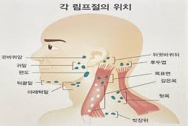 Read more about the article 의사과학자가 밝힌 뇌 척수액 배출경로와 뇌막 림프관 활동 촉진시키는 턱밑 목 마사지