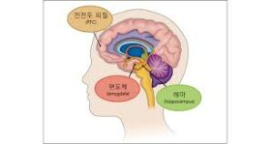 Read more about the article 공황장애 불안장애 일으키는 공포 기억 조절 신경세포 발견으로 PTSD 치료에 희망적